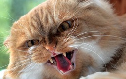 Lây nhiễm virus corona ở động vật: Mèo có triệu chứng thế nào khi nhiễm COVID-19?