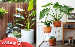 Top 8 loại cây cảnh được hội chị em “nghiện nhà" săn lùng vì vừa đẹp, rẻ lại tốt cho sức khỏe