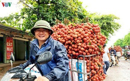 Nông dân trồng vải mong chờ ngày xuất khẩu sang Nhật Bản