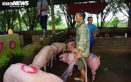 Giá lợn hơi tăng cao kỷ lục, người nuôi vẫn không muốn bán