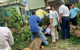 Thông tin mới nhất về tình hình các học sinh bị thương do cây phượng trong trường bật gốc đè trúng