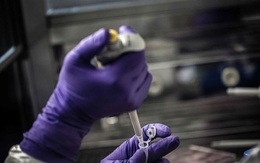 Australia thử nghiệm vaccine phòng chống Covid-19 trên chồn