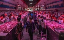 Cấm tiêu thụ động vật hoang dã do dịch Covid-19: Ông Tập ủng hộ, quan chức địa phương lại phản đối