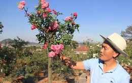 Đột nhập vườn bonsai hoa hồng bạc tỷ của “ông chú” điển trai