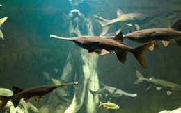 Cá cổ đại nặng gần nửa tấn ở Trung Quốc tuyệt chủng dưới tay con người