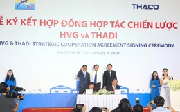 Thaco sẽ nắm 35% vốn của Thuỷ sản Hùng Vương (HVG), rót 65% vào liên doanh nuôi heo giống