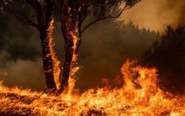 Úc: Cháy rừng hai bang nhập một, siêu hỏa ngục hình thành
