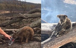 Choáng váng: WWF dự đoán hơn MỘT TỈ sinh vật có thể đã chết vì vụ cháy rừng "đại thảm họa" của Úc, và đó chưa phải con số cuối cùng