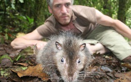 1001 thắc mắc: Loài chuột nào dài nhất thế giới?