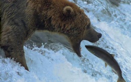 Gấu mai phục ở thác nước để săn cá hồi