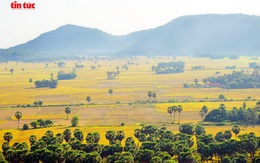 Săn chuột đồng ở vùng Bảy Núi An Giang