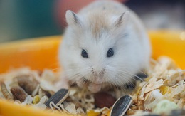 Năm Canh Tý, người trẻ tìm mua chuột hamster để giảm stress và cầu chúc may mắn