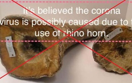 Thực hư tin đồn virus Corona sống trong sừng tê giác