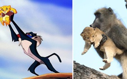 Ăn cắp sư tử con mang lên cây, khỉ đầu chó vô tình "cover" lại một cảnh phim huyền thoại trong "Vua Sư Tử"