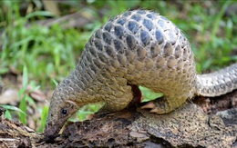 Tê tê nhiều khả năng là vật chủ trung gian truyền bệnh viêm đường hô hấp cấp