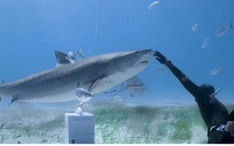 Video: Thợ lặn “liều lĩnh” tương tác với cá mập hổ dưới biển