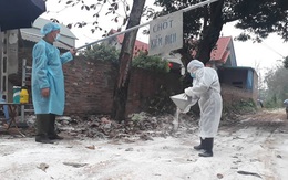 Cúm gia cầm xuất hiện tại 5 địa phương, tiêu hủy hơn 40.000 con