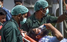 Bụi đậu nành – Thủ phạm khiến 14 người Pakistan chết bí ẩn