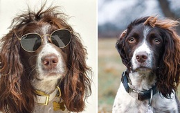 Chú chó gây sốt MXH khi sở hữu mái tóc xoăn dài như siêu sao nhạc rock, nhưng đôi mắt lại mơ màng như tài tử điện ảnh