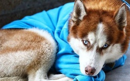 Câu chuyện về chú chó Hachiko của nước Nga: Chờ đợi người chủ tan làm mỗi ngày để về cùng nhau