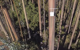 Chi-lê: Kiểm lâm lắp 'mũi kỹ thuật số' trên cây cao để ngửi được mùi khói cháy rừng