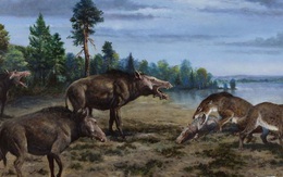 Loài lợn khổng lồ cổ đại: Kẻ khủng bố của Bắc Mỹ thời tiền sử