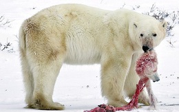 Gấu Bắc cực đang bị buộc phải ăn thịt đồng loại, do biến đổi khí hậu và con người