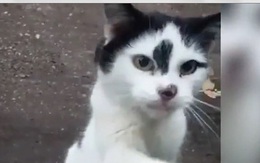 Khoảnh khắc xúc động mèo thất lạc đoàn tụ với chủ nhân sau 11 năm