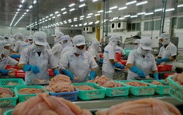 Mỹ trở lại là thị trường số 1 của xuất khẩu cá tra Việt Nam