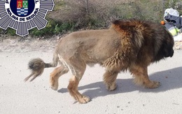 Chó rụng lông đi lông nhông quanh phố, người dân hoảng sợ tưởng sư tử xổng chuồng