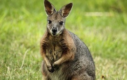 1001 thắc mắc: Kì dị, vì sao chuột túi Wallaby chưa đẻ con đã lại mang thai?