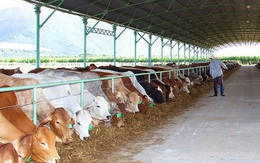 Bầu Đức liên quan dự án nuôi bò tại Hà Tĩnh