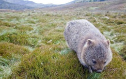 Những sự thật về loài Wombat mà không phải ai cũng biết