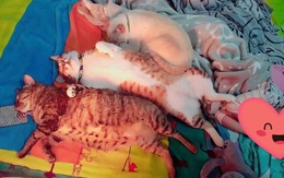 Thấy sen được nghỉ học, "tam ca 3 con mèo béo" kém miếng khó chịu, đã ngủ tranh hết nửa cái giường còn độc chiếm luôn chiếc quạt sưởi
