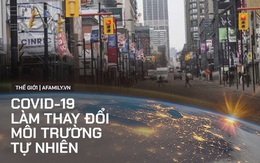 Đại dịch Covid-19 đang làm thay đổi môi trường tự nhiên: Tiếng chim hót tạo nên âm thanh của thành phố, đại dương trở nên yên tĩnh lạ lùng