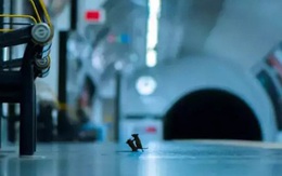 Vắng bóng con người do lệnh phong tỏa giữa dịch Covid-19, chuột nhắt lôi nhau ra sân ga tàu để 'đánh lộn'