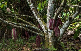 Cận cảnh cây cacao cổ nhất hành tinh