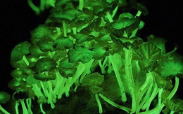 Giải mã bí ẩn: Điều gì khiến một số loại nấm phát sáng vào ban đêm?