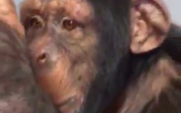 Clip chú khỉ ngồi cầm điện thoại lướt Instagram, tự tay vuốt màn hình để tìm video về đồng loại gây sốt cư dân mạng