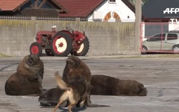 Sư tử biển "thư giãn" giữa phố cảng mùa dịch COVID-19