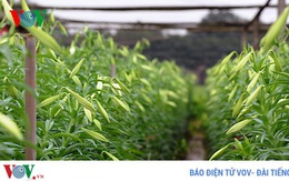 Hoa tháng 4 đẹp rực rỡ mà giá quá rẻ vì đại dịch Covid-19