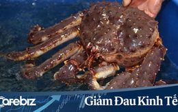 Chuỗi Co.opmart, Co.opXtra giảm giá 3.400 mặt hàng, bào ngư Hàn Quốc sống còn 1.200.000 đ/kg, cua king crab sống giá 1.750.000 đ/kg