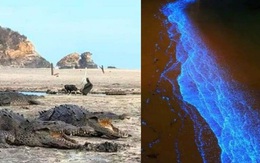 Mặt biển phát sáng sau 60 năm, cá sấu tràn lên bờ ở Mexico giữa lúc cả nước phong tỏa vì dịch Covid-19