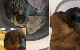 Đồ chơi yêu thích bị cho vào máy giặt quay mòng mòng, chú chó buồn bã đứng ngóng, than khóc suốt 1 giờ liền