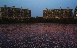 Hồ nước ở Ấn Độ bất ngờ sáng rực sắc hồng do hàng nghìn con chim Hồng Hạc tụ hội trong thời điểm vắng người do dịch bệnh