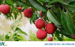 Tác dụng đối với sức khỏe của quả vải