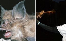 Chuyên gia Mỹ từng làm việc tại Vũ Hán tiết lộ 4 lý do tổng thống Trump đã sai: Covid-19 có rất ít khả năng là sản phẩm từ phòng thí nghiệm Trung Quốc