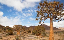 Kham phá Succulent Karoo, sa mạc đẹp nhất thế giới