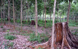 Vụ án 'khủng' ở Lâm Đồng: Gần 200 ha rừng 'bốc hơi' như thế nào?