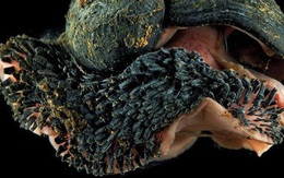 Ốc sên chân vảy: Loài động vật duy nhất trên Trái Đất có thể biến sắt trở thành lớp áo giáp một cách tự nhiên